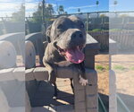 Small #5 American Pit Bull Terrier
