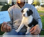 Puppy Bald Eagle Australian Cattle Dog-Border Collie Mix