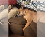 Small #3 American Staffordshire Terrier Mix