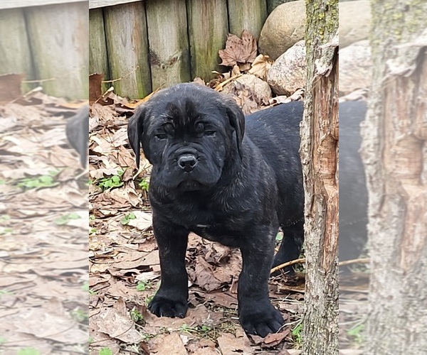 Medium Photo #7 Cane Corso Puppy For Sale in NUNICA, MI, USA
