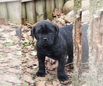 Small #6 Cane Corso
