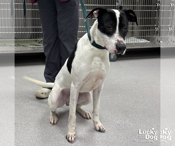 Medium Photo #1 Lab-Pointer Puppy For Sale in Washington, DC, USA