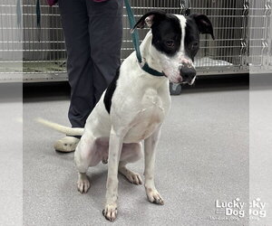 Lab-Pointer Dogs for adoption in Washington, DC, USA
