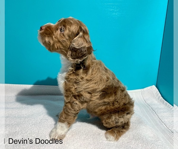 Medium Photo #3 Cock-A-Poo Puppy For Sale in VANCOUVER, WA, USA