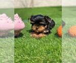 Small Photo #7 Yorkshire Terrier Puppy For Sale in SIMI VALLEY, CA, USA
