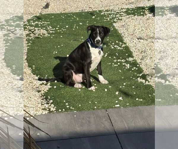 Medium Photo #5 Mutt Puppy For Sale in Oakhurst, NJ, USA