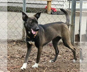 Wendy - Female Feist Terrier-Unknown Mix Dog for Adoption - Photo #2