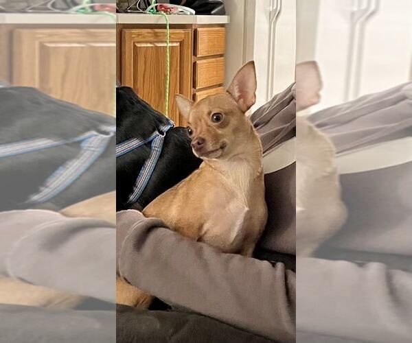 Medium Photo #2 Chihuahua Puppy For Sale in Rootstown, OH, USA