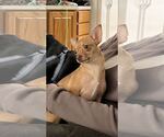 Small #1 Chihuahua