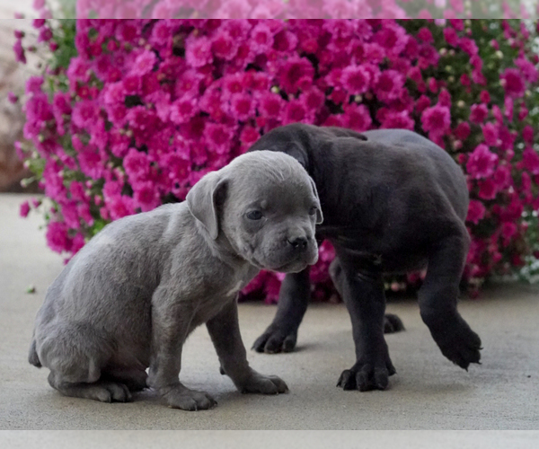 Medium Photo #4 Cane Corso Puppy For Sale in GRABILL, IN, USA