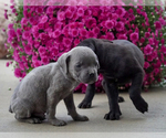 Small Photo #4 Cane Corso Puppy For Sale in GRABILL, IN, USA