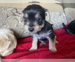 Small Photo #10 Yorkshire Terrier Puppy For Sale in COLORADO SPGS, CO, USA