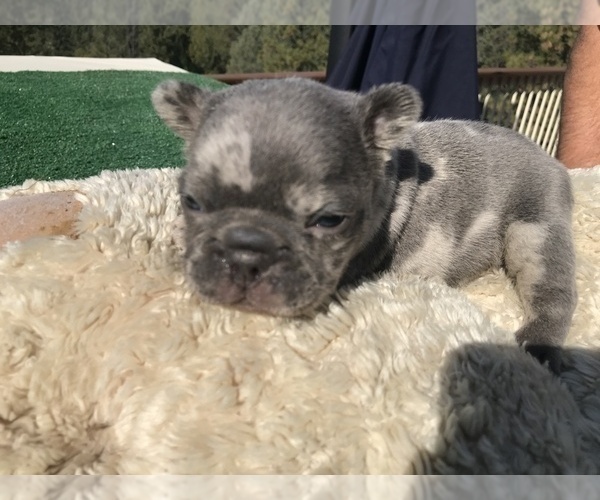 Medium Photo #41 French Bulldog Puppy For Sale in PLACERVILLE, CA, USA