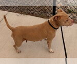 Small #1 Mutt