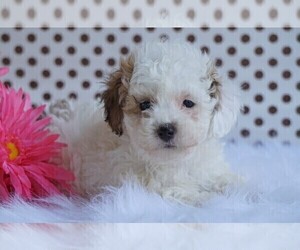 Poodle (Toy) Puppy for sale in FREDERICKSBG, OH, USA