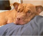 Small Photo #20 American Pit Bull Terrier-Chinese Shar-Pei Mix Puppy For Sale in Germantown, OH, USA