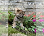 Small Photo #8 Shiba Inu Puppy For Sale in AVA, MO, USA