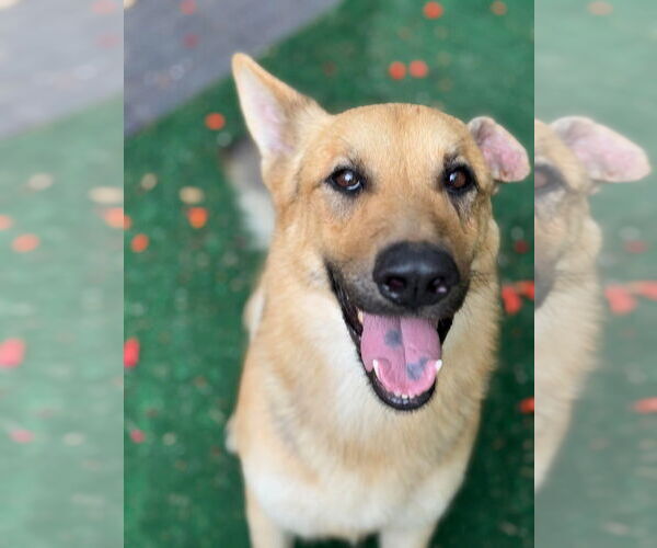 Medium Photo #1 German Shepherd Dog Puppy For Sale in Benton, PA, USA