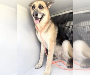 German Shepherd Dog-Unknown Mix Dogs for adoption in Houston, TX, USA