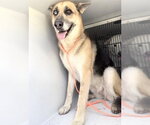 Small German Shepherd Dog Mix