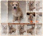 Small #1 Border Terrier Mix