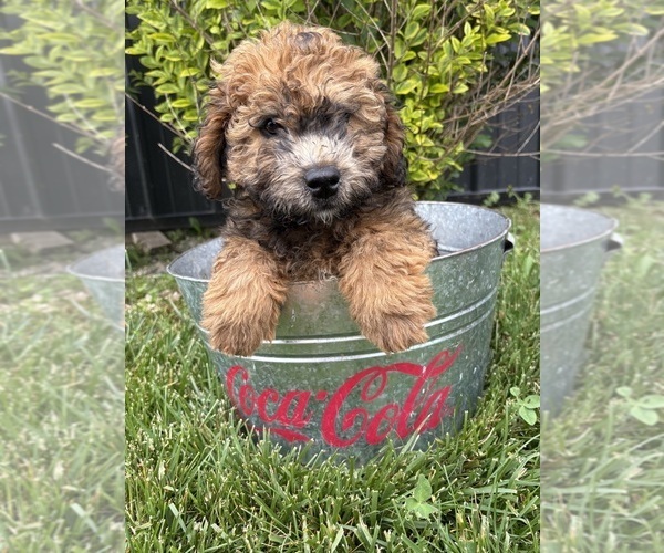 Medium Photo #3 Whoodle (Miniature) Puppy For Sale in MIDDLEBURY, IN, USA