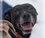 Small #9 American Pit Bull Terrier Mix