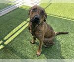 Small #1 Plott Hound Mix