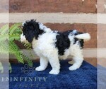 Small #2 Bernedoodle (Miniature)
