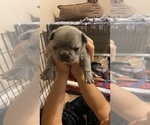 Small Photo #169 French Bulldog Puppy For Sale in CERES, CA, USA