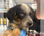 Small #1 Mutt