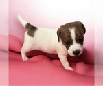 Small Jack Russell Terrier