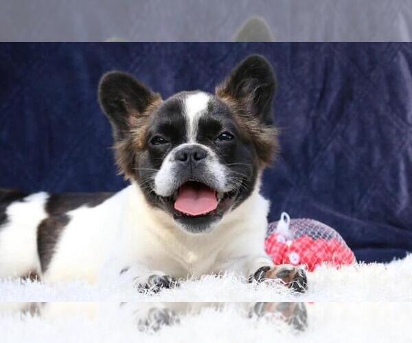 Medium Photo #1 French Bulldog Puppy For Sale in FISHER ISLAND, FL, USA