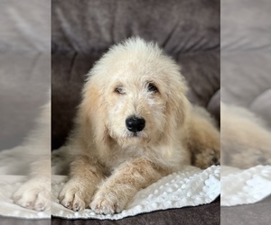 Goldendoodle Puppy for sale in MARYVILLE, MO, USA