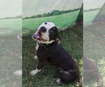 Small #4 American Bulldog