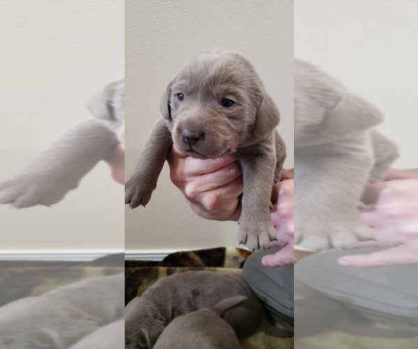 Medium Photo #26 Labrador Retriever Puppy For Sale in OLYMPIA, WA, USA