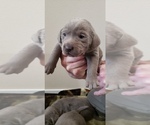 Small Photo #26 Labrador Retriever Puppy For Sale in OLYMPIA, WA, USA