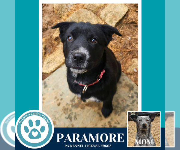 Medium Photo #27 Border Collie-Unknown Mix Puppy For Sale in Kimberton, PA, USA