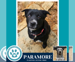 Small #26 Border Collie Mix