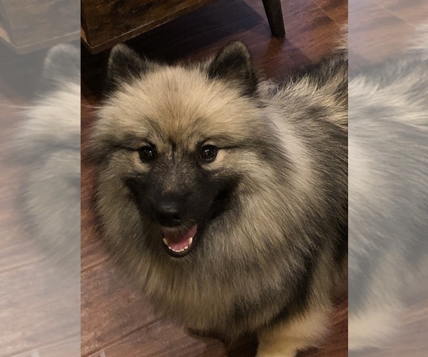 Medium Photo #1 Keeshond Puppy For Sale in MORRISON, CO, USA