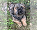 Small #1 Shih Tzu Mix