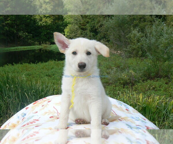 Medium Photo #10 German Shepherd Dog Puppy For Sale in PIEDMONT, MO, USA
