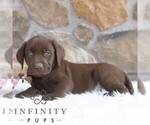 Small #2 Labrador Retriever