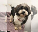 Small #1 Shih Tzu Mix