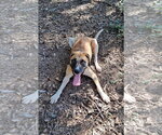 Small Photo #3 Mutt Puppy For Sale in Clarkesville, GA, USA