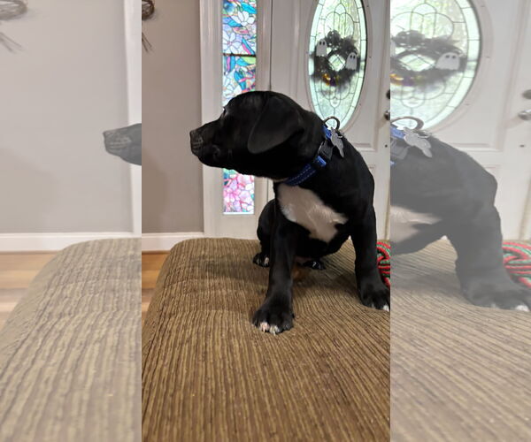 Medium Photo #5 Staffordshire Bull Terrier-Unknown Mix Puppy For Sale in Holly Springs, NC, USA
