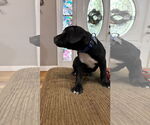Small #4 Staffordshire Bull Terrier Mix