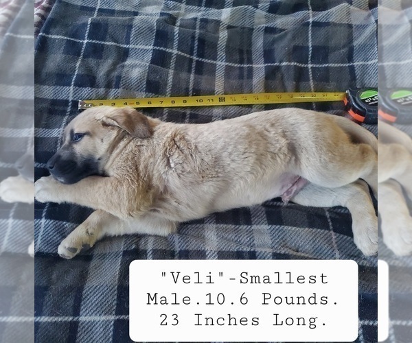 Medium Photo #14 Kangal Dog Puppy For Sale in SILVER LAKE, OR, USA