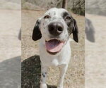 Small #4 Lab-Pointer