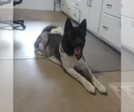 Small Photo #1 Akita Puppy For Sale in FRESNO, OH, USA
